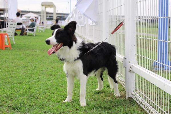 張婉柔表示，寵物是透過簡短的文字、語句、聲音、畫面、影像、感覺等方式傳遞訊息。　江幸芸/攝
