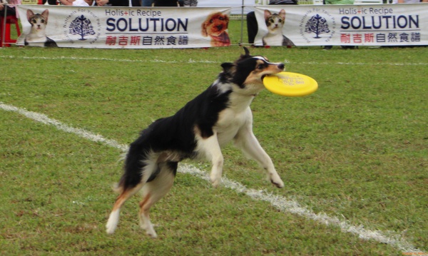 邊境牧羊犬是飛盤狗比賽的主要參賽犬種。 江幸芸/攝
