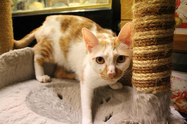 橘白貓大福10個月大，先前因腸胃炎導致肛門纖維化，開3次刀仍未痊癒。　江幸芸/攝