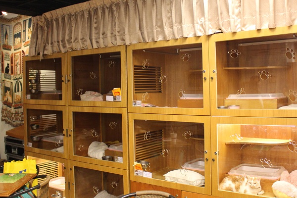 咖啡廳可容納15隻貓咪，目前有13隻。　江幸芸/攝