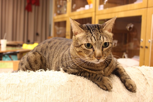 咖啡廳的貓咪都很親人。　江幸芸/攝