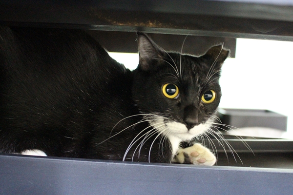 主人劉彩玲不在時，黑嚕嚕窩在桌子底下，一動也不動。　江幸芸/攝