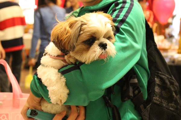 西施犬蛋蛋有時候在家會不理媽媽，原來是仗著媽媽很愛牠！    江幸芸/攝