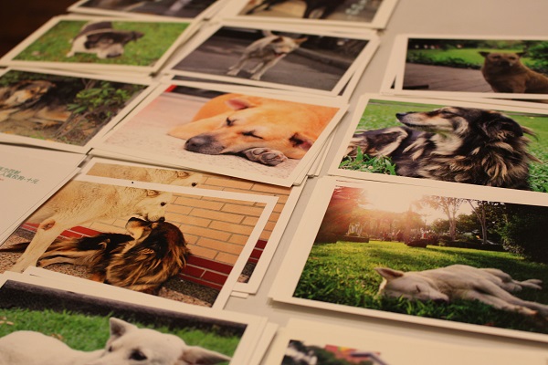 輔仁大學「關懷流浪動物志工團隊」也到場擺攤，販售校狗明信片。    江幸芸/攝