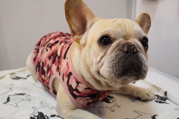 「裕子的店」代理日本寵物發熱衣，還有法鬥專用規格。　江幸芸/攝