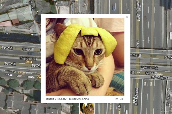拉近地圖,可以看見貓咪的照片和地點資訊。 取自網路