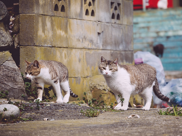 貓咪在田代島悠閒散步。 Flickr_かがみ~