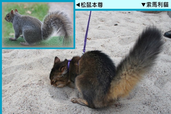 你看得出來哪隻是貓咪、哪隻是松鼠嗎? 取自網路、Palina’s Tumblr