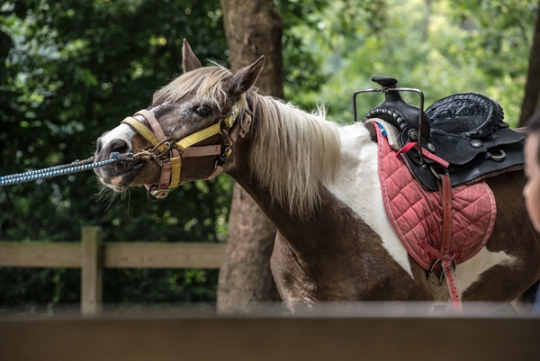 台灣動物平權促進會到17個動物生態農場做田野調查，精華濃縮為紀錄片《娛樂還是虐待》，揭開背後的真相。　台灣動物平權促進會/提供