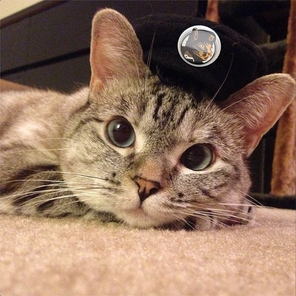 你說，是不是已經被Nala的眼神吸進去了呢？　取自Nala_cat