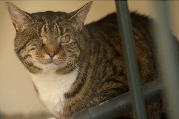 現年20歲的Nelson擁有曲折的人生故事,獲選為今年的英國年度貓咪。 取自youtube