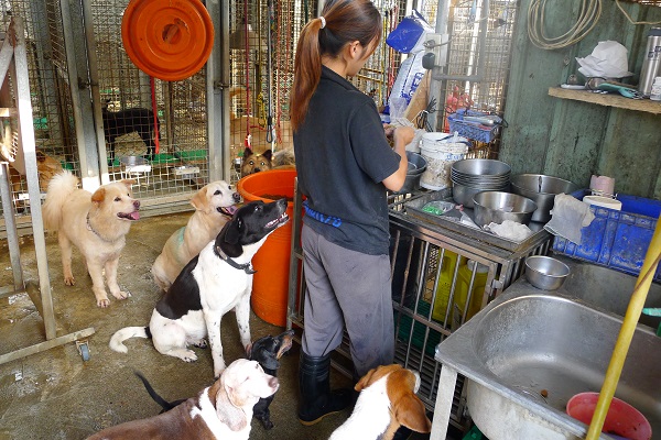 中華民國保護動物協會希望參與義工能了解並支持協會理念。圖為八里保育場。　 中華民國保護動物協會/提供