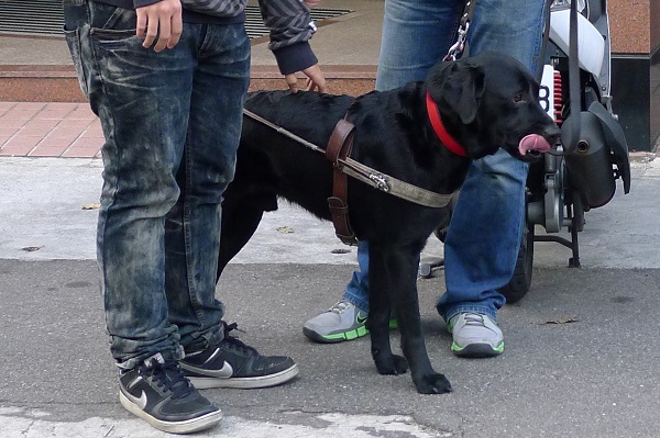 導盲犬在工作中若遇狀況,使用者可從導盲鞍察覺。 何宜/攝