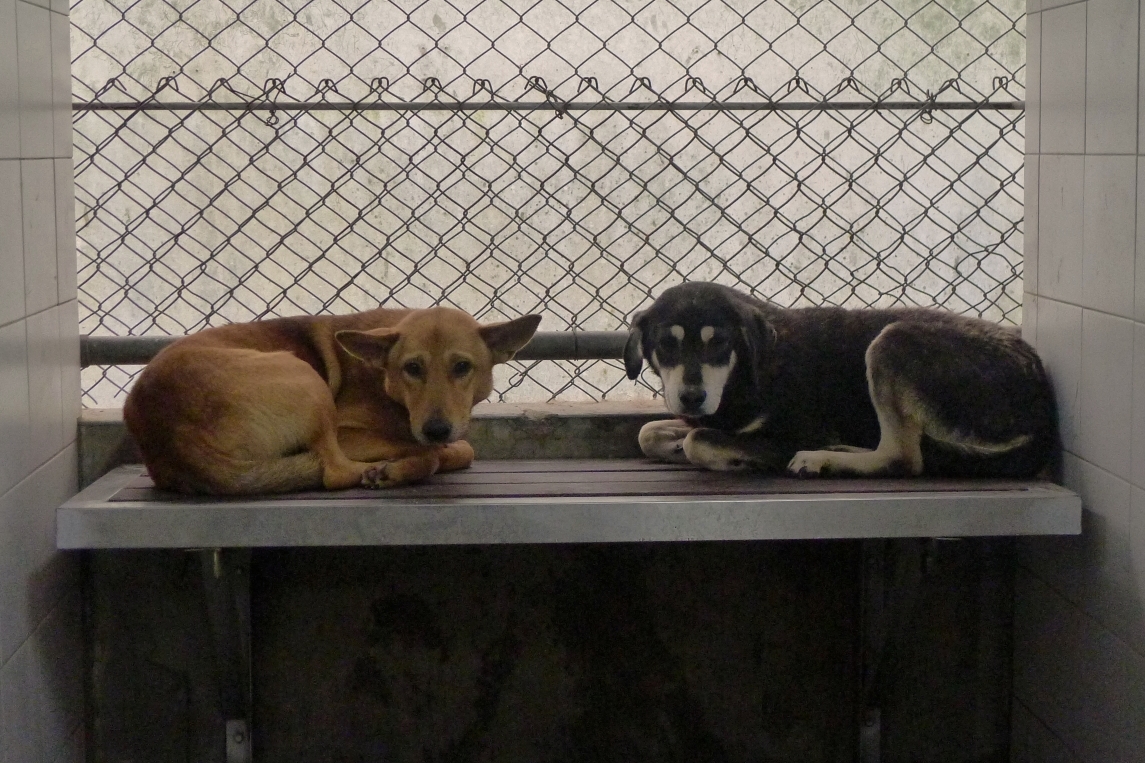全台半數收容所假日沒有開放，減少浪浪與民眾接觸的機會。　中華民國保護動物協會/提供