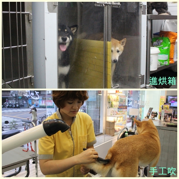 有些狗狗會先進烘箱,再由寵物美容師手工吹乾。 江幸芸/攝