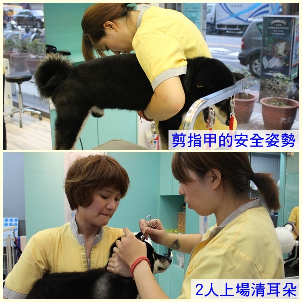 不喜歡被剪指甲、清耳朵的狗狗,寵物美容師會採用安全姿勢,或請同仁協助完成,保護自己也保護毛孩。 江幸芸/攝