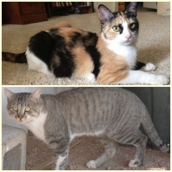 不爽貓的爸媽本尊,但這……怎麼看都不像不爽貓的爹娘啊! 取自不爽貓官網