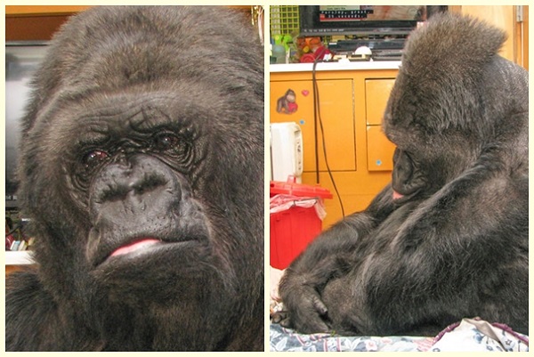 可可聽聞羅賓死訊後，嘴唇顫抖，整天低著頭。　取自猩猩基金會