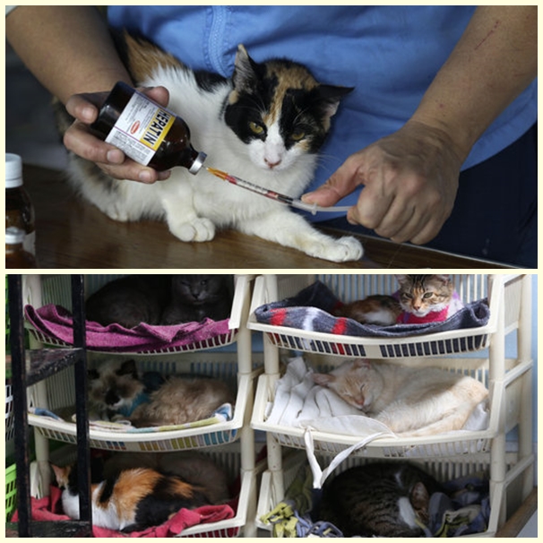 病貓打針由瑪麗亞親自上陣；有些貓咪會睡在架子上。　取自網路