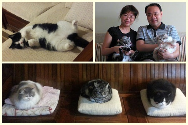 吳宗憲的妻子是讓他喜歡上動物的推手,現在家裡幾乎被喵星人霸佔~ 吳宗憲/提供