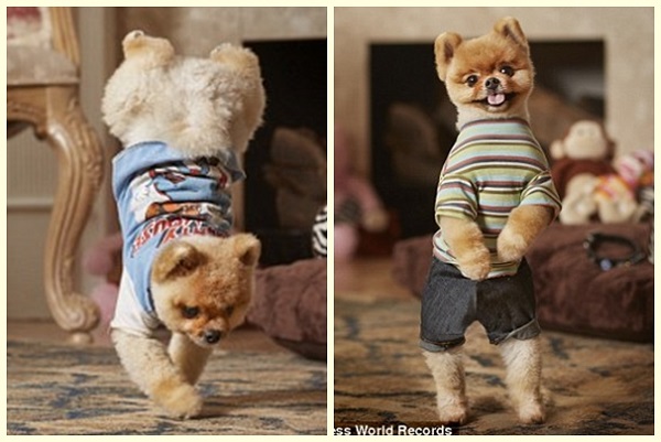 站著走、倒立走，都難不倒Jiff！　取自網路