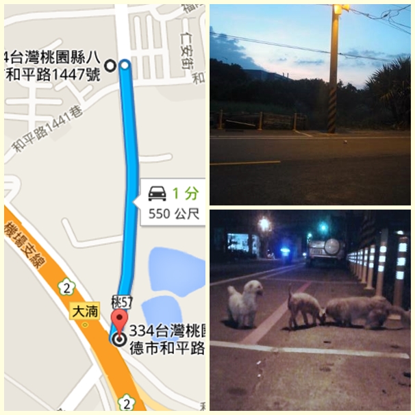 和平路往桃鶯路方向,過了國道二號開始到八德市農會,有許多棄犬,一群都是2-3隻。 楊宜秶/提供、取自Google地圖
