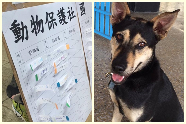 高雄大仁國中領養超仁後,這學期成立動物保護社,超仁還成為助教犬! 取自大仁國中校犬專區臉書