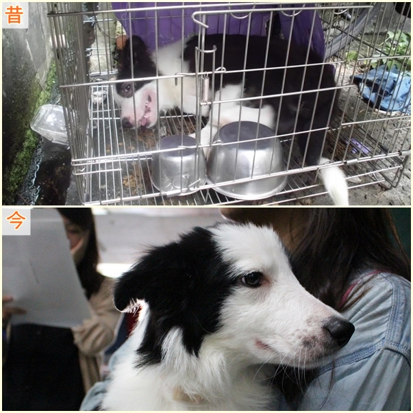 當時在吳興街疑似被長期關籠的Momo現在已有新主人。 江幸芸/攝