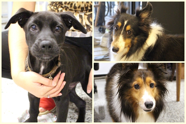 在美國養的2隻喜樂蒂跟著李孟儒回台灣，左邊的小黑狗是工作夥伴領養的「張冬兮」。　江幸芸/攝