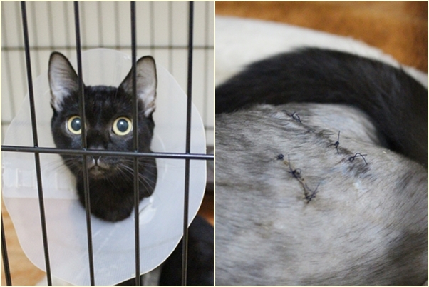 小貓「天天」在街頭被狗狗圍攻，右後肢受傷，需要用螺絲固定骨頭。　江幸芸/攝