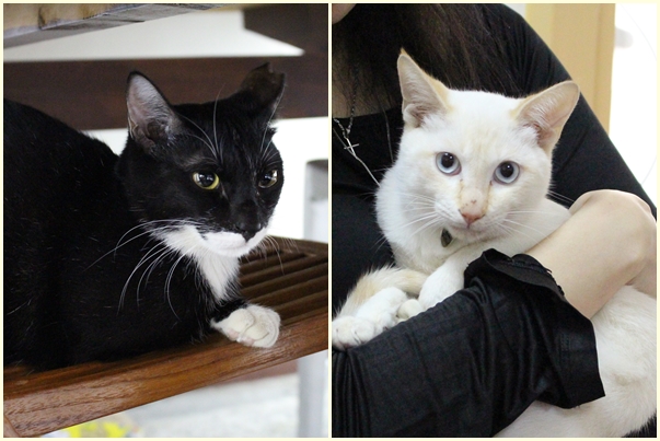 照片左邊是嚕嚕，有陌生人在，怕生的嚕嚕又躲到桌子下面，仔細觀察可看出牠沒有右前腳；而右邊是嚕嚕新玩伴白碰碰。　江幸芸/攝