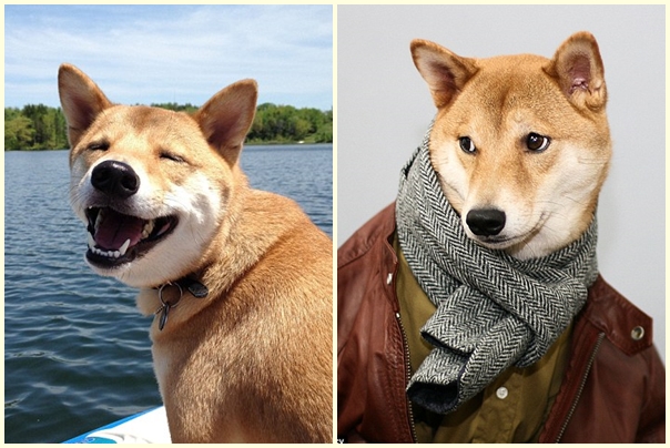 菩提平常看起來憨厚可愛,穿上衣服後卻展現雅痞氣質。 取自網路