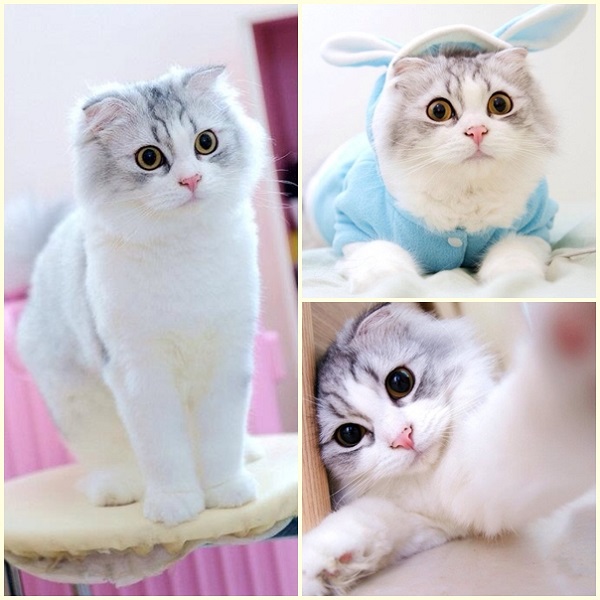 Lami外型可愛,常有攝影師找Lami拍照。 陳子玄/提供