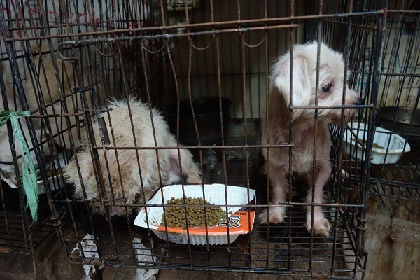 嘉嘉犬舍的違法繁殖場環境髒亂，飼料還發霉。　台灣動物社會研究會/提供