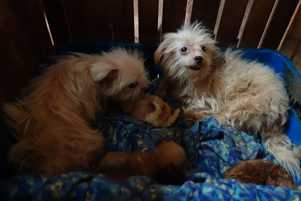 現行法律沒有限制繁殖場的種犬數量。圖為嘉嘉犬舍。　台灣動物社會研究會/提供