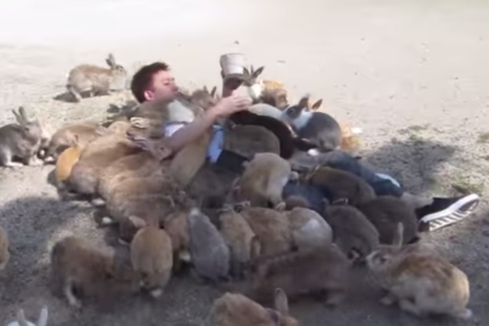 一名遊客到日本大久野島餵食兔子，享受被兔子淹沒的感覺。　取自Youtube