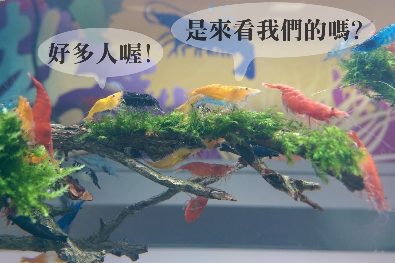 觀賞蝦顏色繽紛。　漁業署/提供