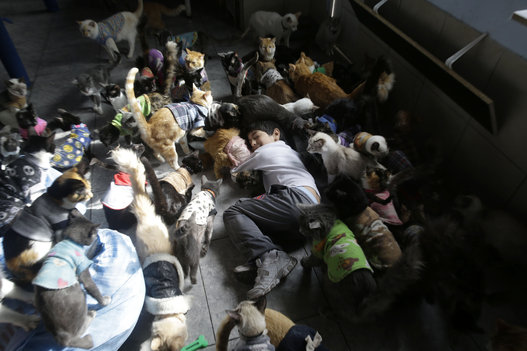 瑪麗亞的小孩也和貓咪玩在一起。　取自網路