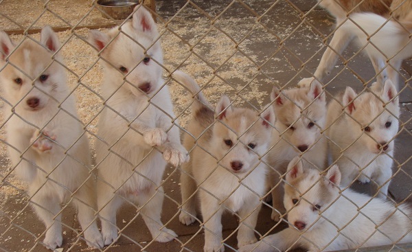 台灣644家合法繁殖場每年可生產13萬隻幼犬，若加上不法繁殖場的狗隻，每年進入寵物市場的幼犬數量難以估計。　取自網路