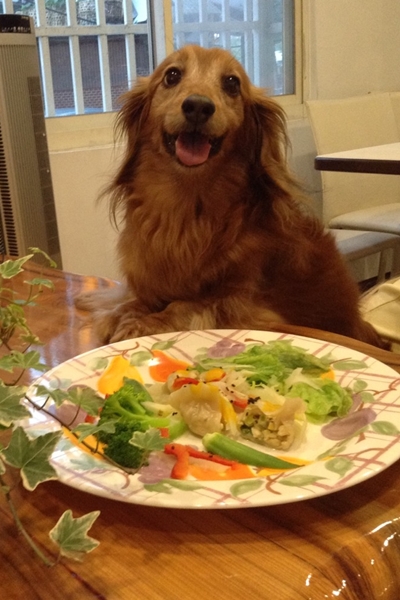 狗狗的鮮食比例是穀類、蔬菜、肉類「1：1：1」，貓咪的肉類比例可提高到8成。　天饌齋/提供