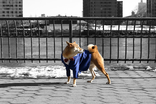 小蝴蝶結的憂鬱。　取自Tumblr