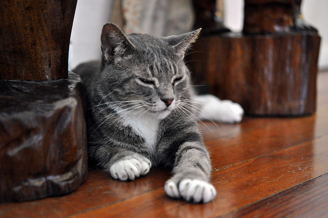 海明威故居的貓咪多數擁有6個腳趾頭！　Flickr_ UFCasey