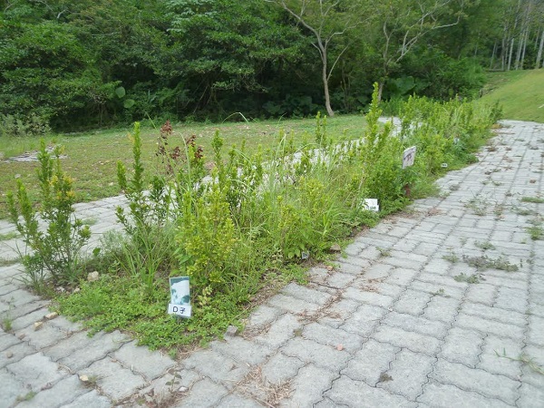 福園寵物陵園的花葬區，3年後可將種植的矮仙丹帶回。　宜蘭縣動植物防疫所/提供