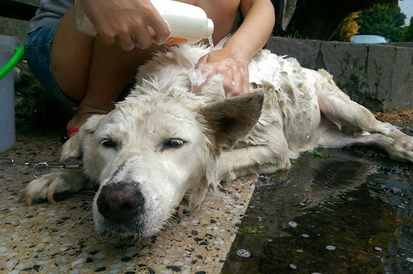學生每學期都會幫狗狗們洗澡2到3次。　輔大關懷流浪動物志工團隊/提供