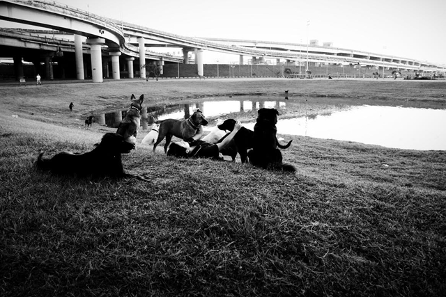 有時阿基歐跟狗玩一玩，最後自然地在堤防、河濱睡著了，有狗在，她睡得特別安穩。　傅翊豪/攝‧林憶珊/提供