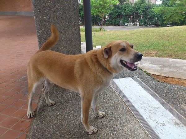 阿佳從創校之初就來到佳林國中,至今已3年。 佳林國中/提供