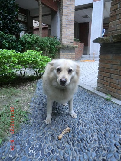 小白陪伴溪湖高中師生8年,高齡13歲的牠今年8月安詳離去。 溪湖高中/提供