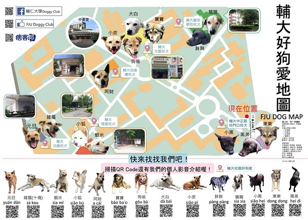 輔大關懷流浪動物志工團隊/提供