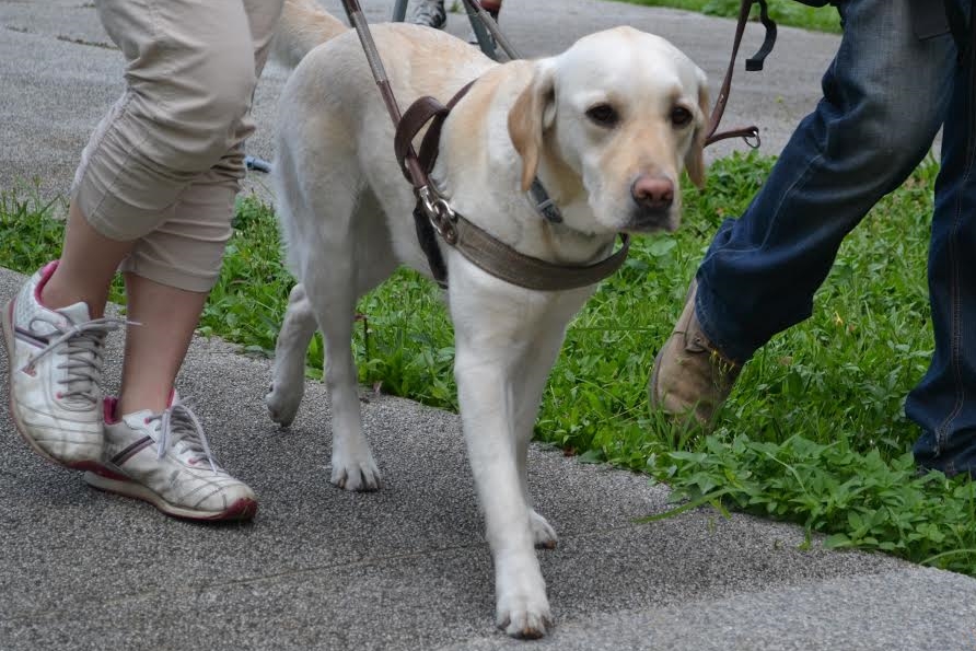 透過團體訓練,導盲犬可以熟悉不同的外出狀況。 台灣導盲犬協會/提供