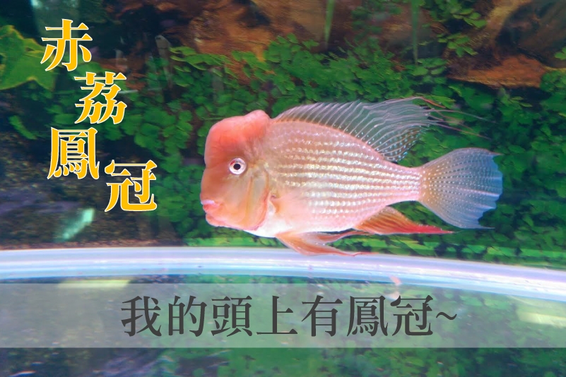 新魚種「赤荔鳳冠」看似頭戴鳳冠。　漁業署/提供